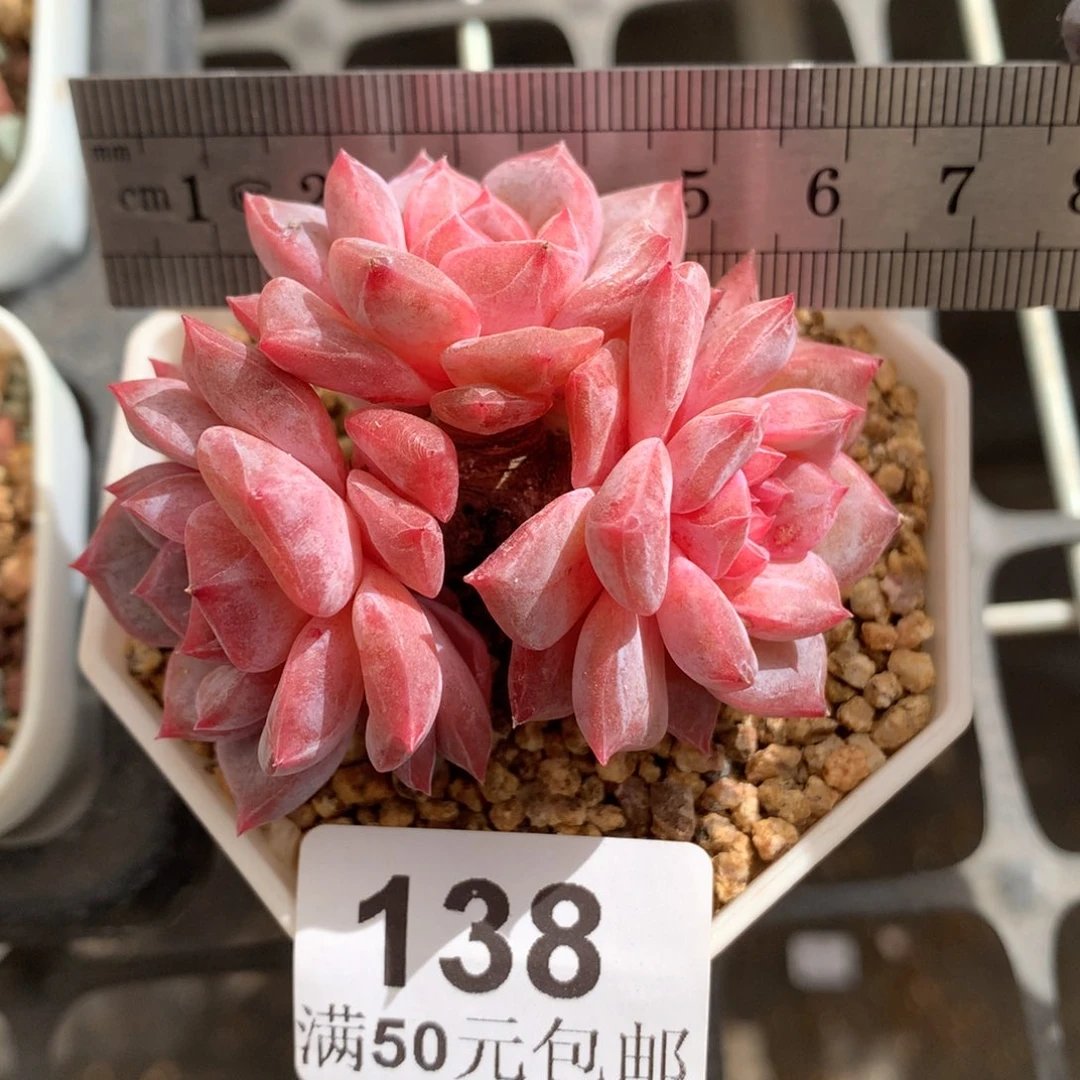 138。母本秘境粉魄三头。