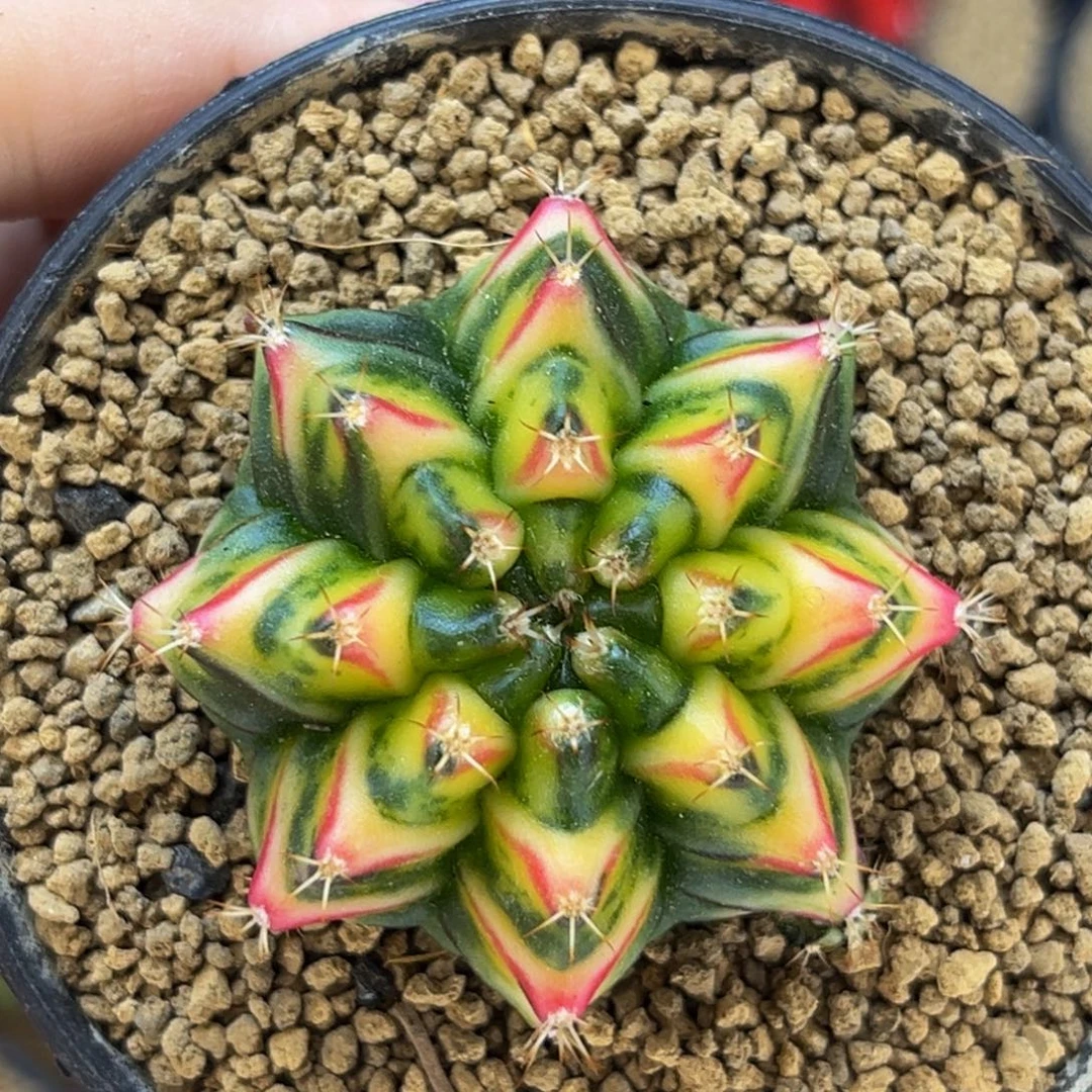 龟甲红唇 米哈仙人球