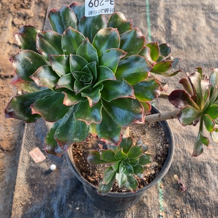 209魅影中班多肉12344578多肉