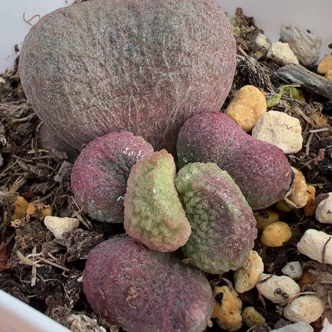 红烧肉大苗多肉植物水泡
