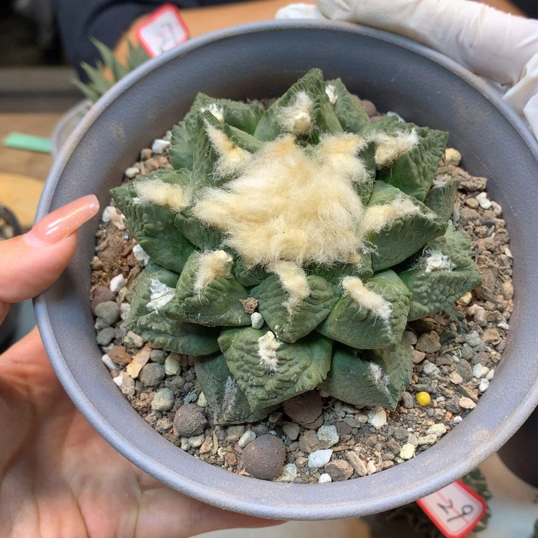 41号 自根 龟甲连山10.5公分