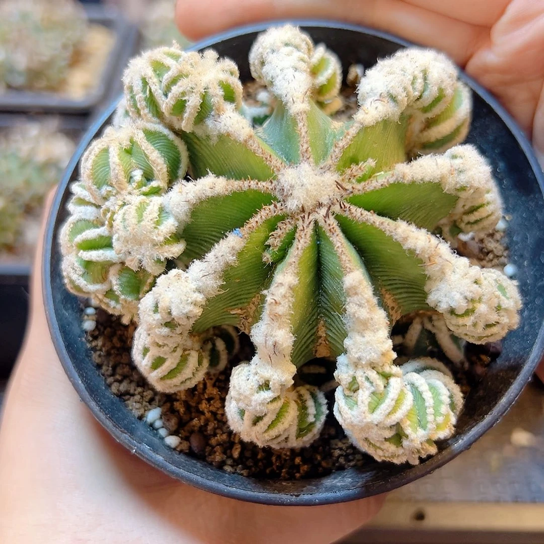 辛盾花笼自根带木心8公分带盆