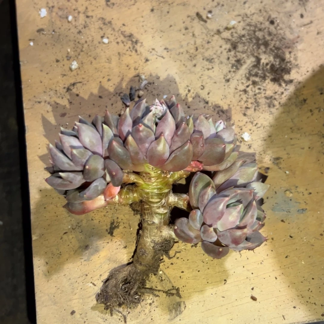 佐*梨象牙28 零零多肉植物