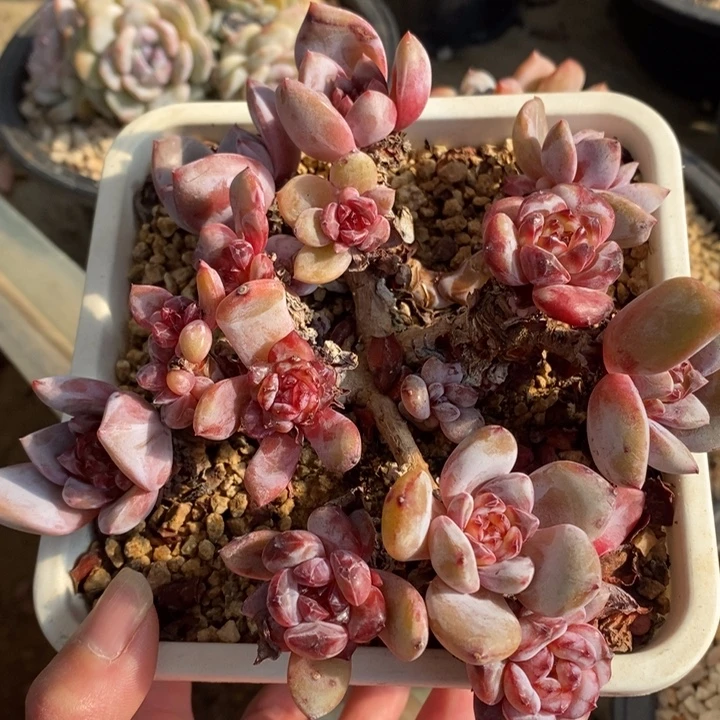 树变异钻石心哈哈哈