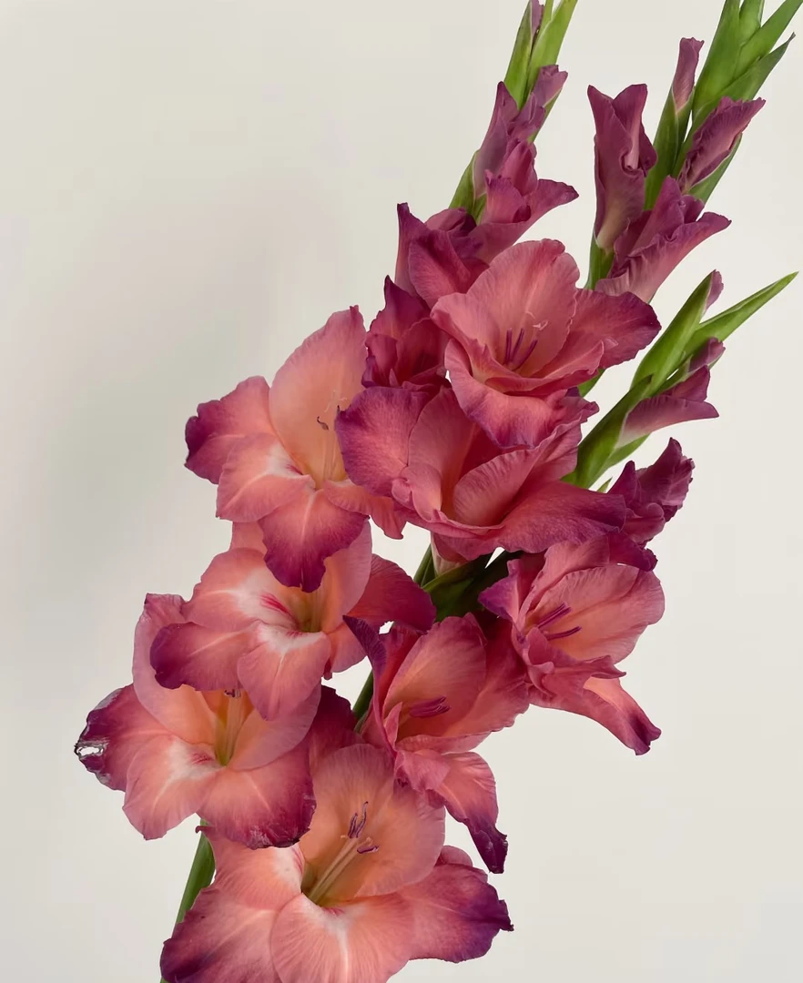 复古巧克力剑兰5支/10支  云南基地鲜花   基地直发