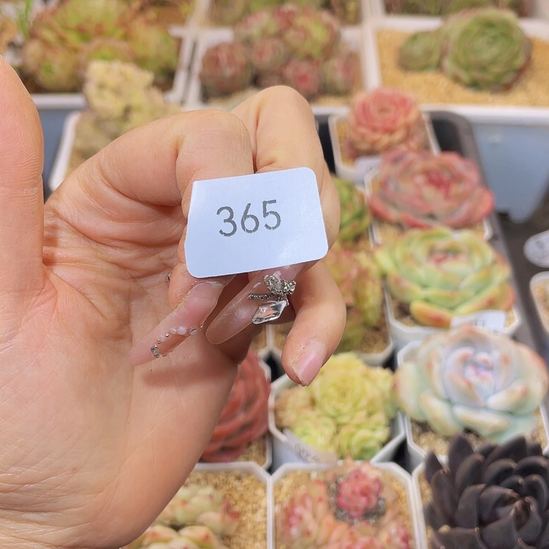 365浮光锦哈哈哈哈哈哈哈