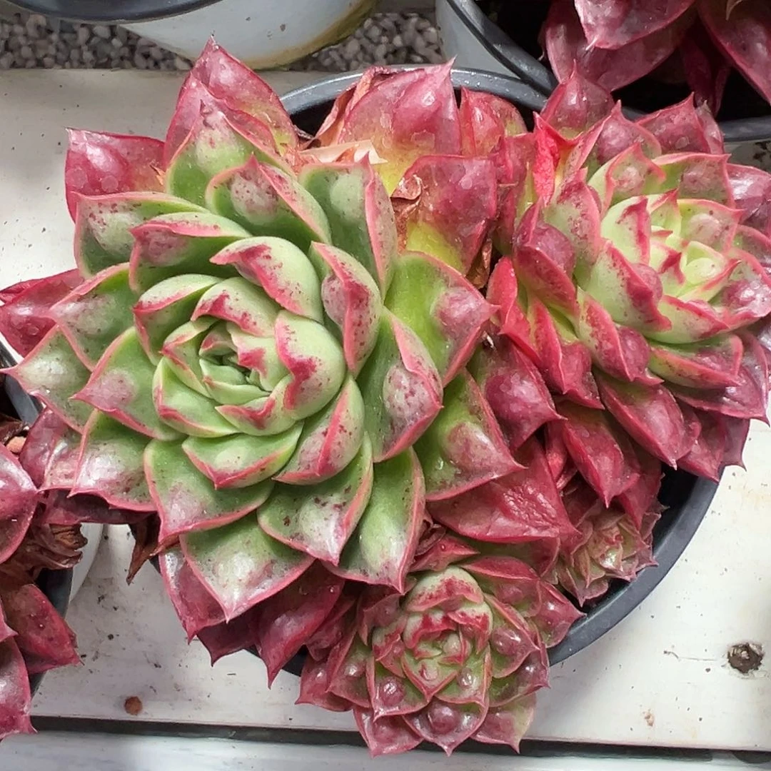 满38包邮柳溪玛多肉