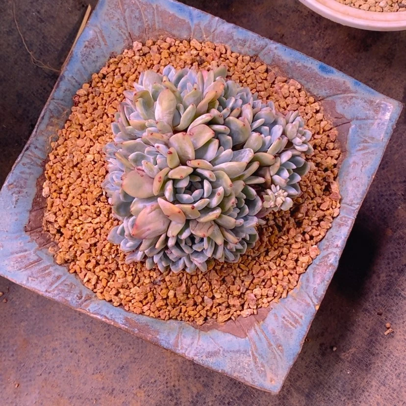 【闪购商品】浅**沬111