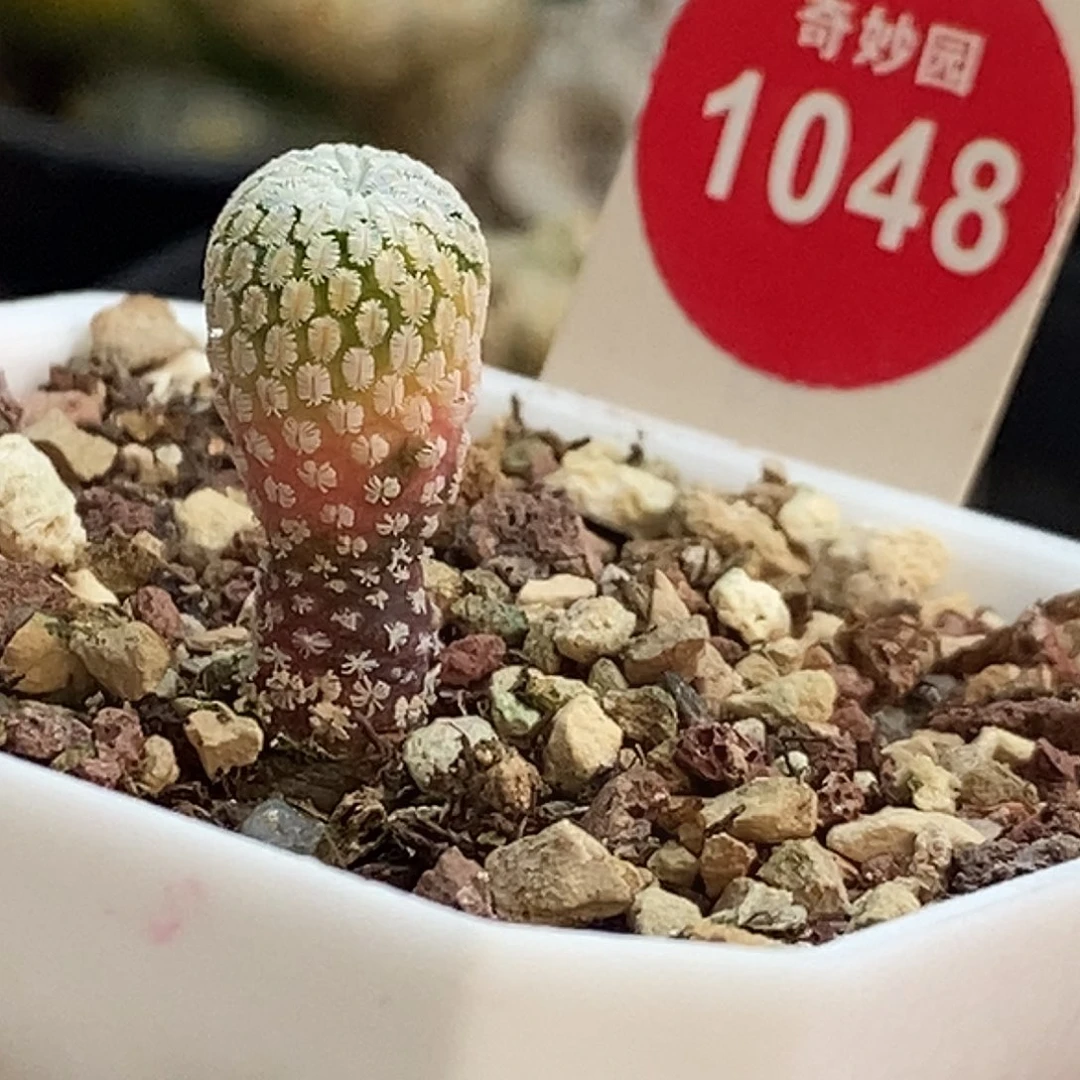 实生精巧殿锦1cm一棵仙人球