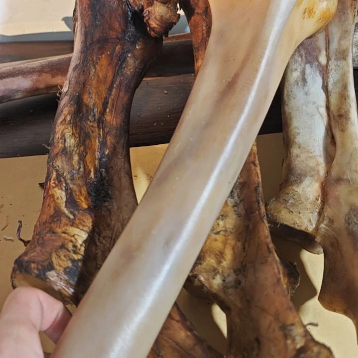 1***6LJ前腿前腿前腿前腿前腿前腿