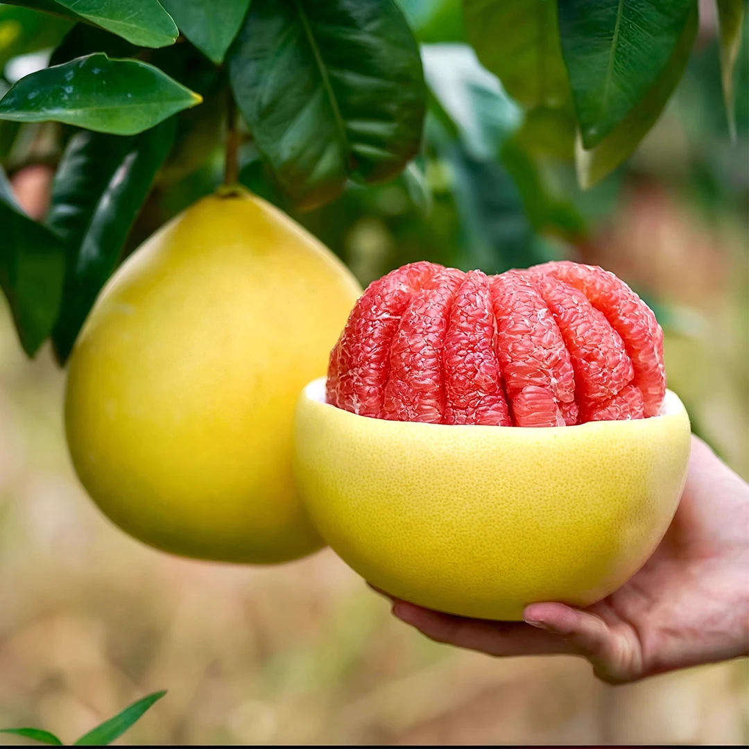 头茬现摘福建红心蜜柚当季新鲜孕妇维C水果皮薄肉厚香甜多汁