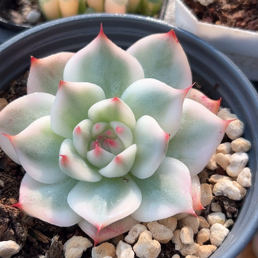 吉娃娃锦 小方花圃一物一拍