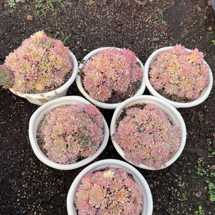 精品多肉植物老桩随机发一棵七彩女雏锦