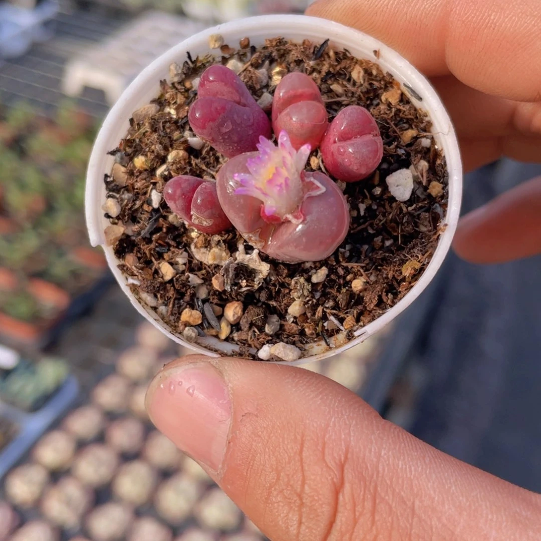 红大内生石花多肉9.9包邮发货