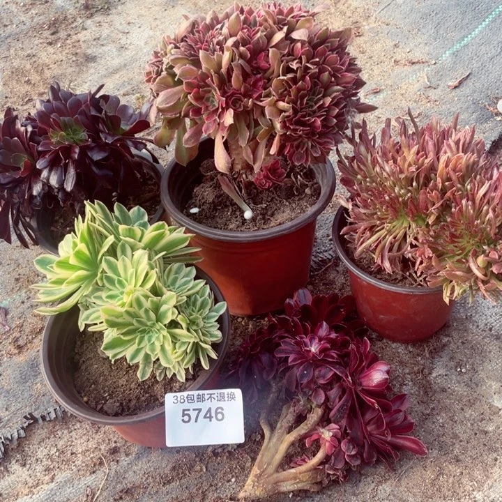 5746，套餐5颗瑕疵