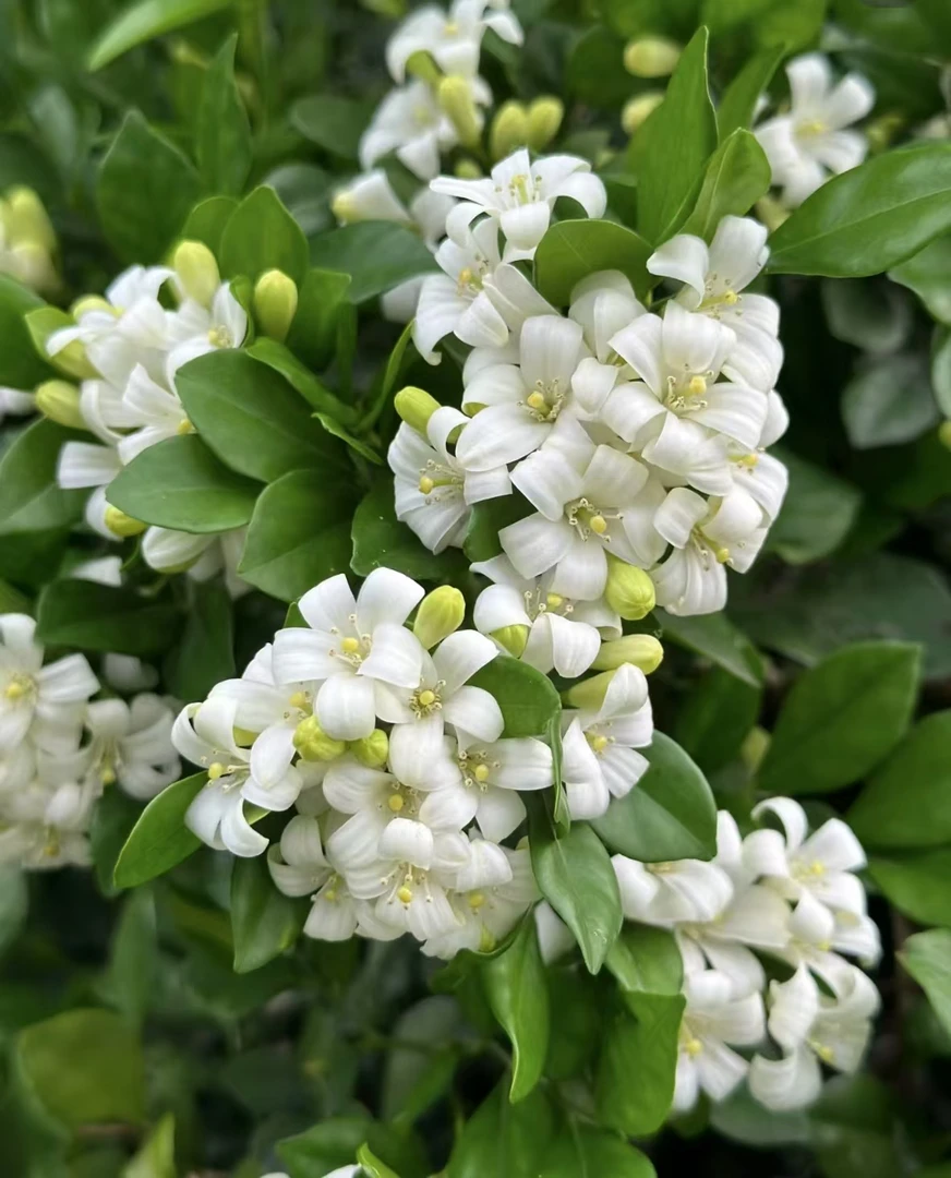 九里香 四季好养 浓香型 二十一点九