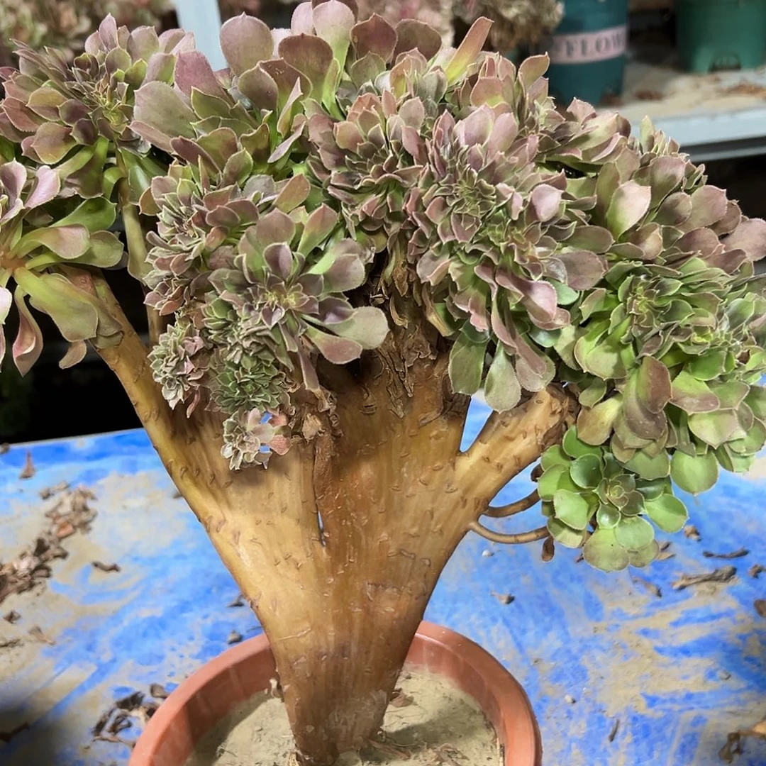 多11肉植物玫瑰缀花