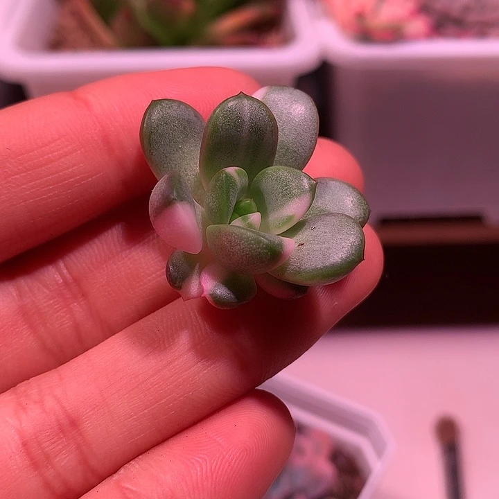 葡萄锦锦锦锦锦锦锦