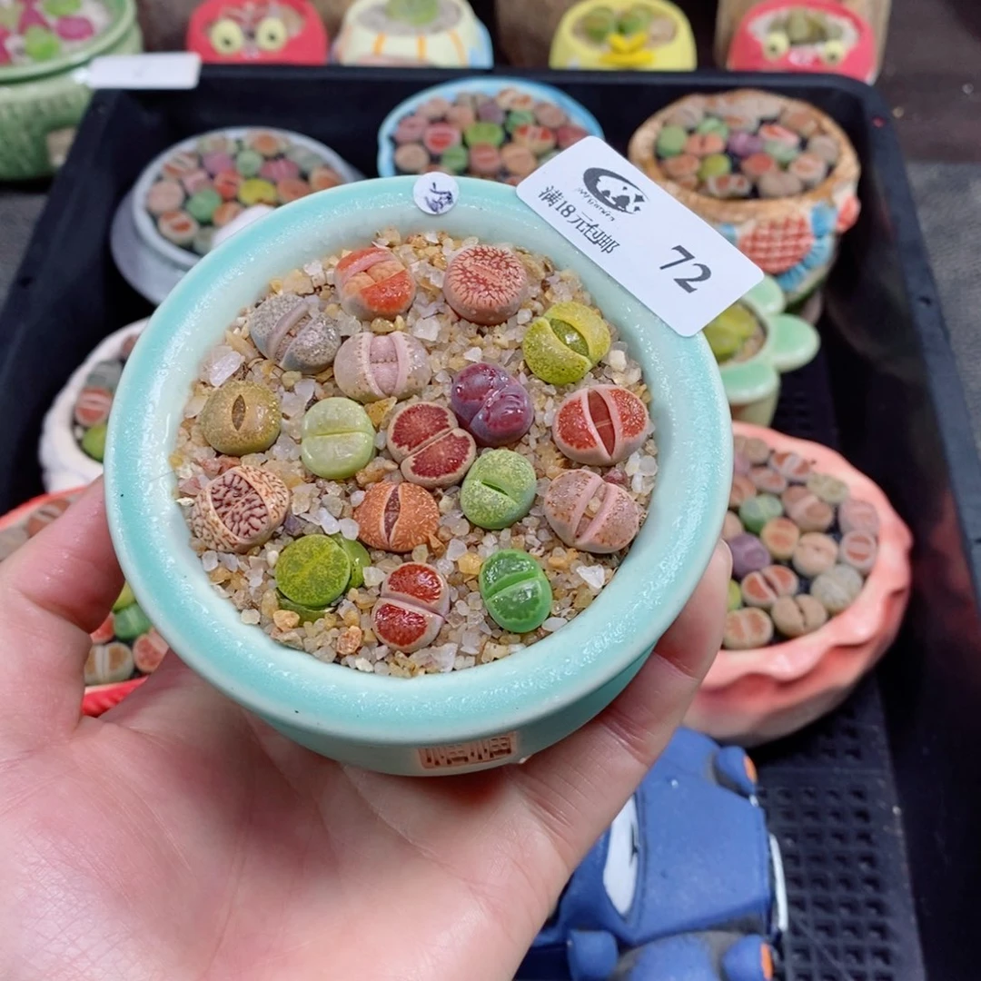 生石花花花花花花72