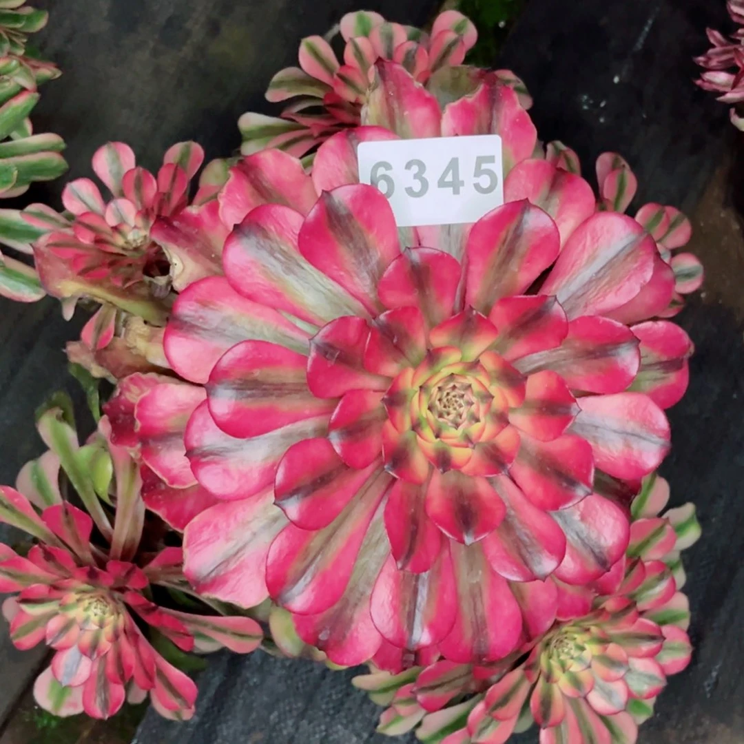 粉钻老庄多肉发货