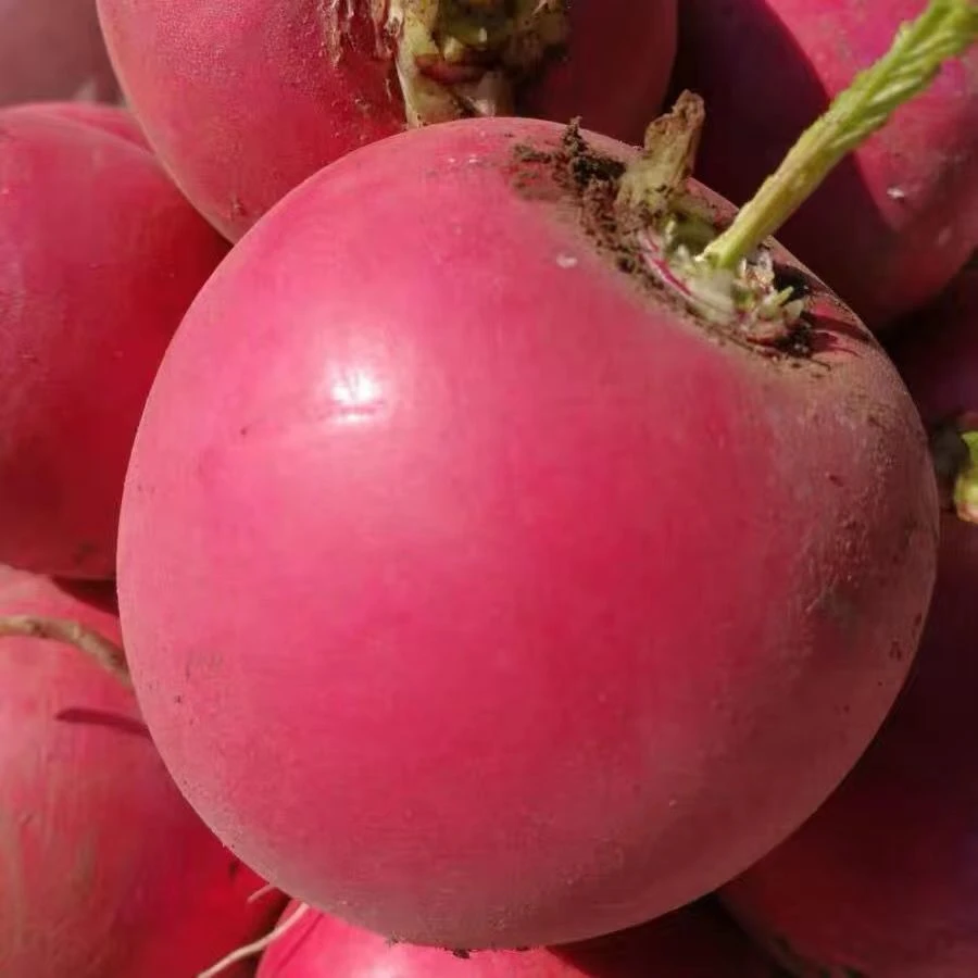 大红丰萝卜种子籽 老品种大红圆萝卜种夏秋红皮白