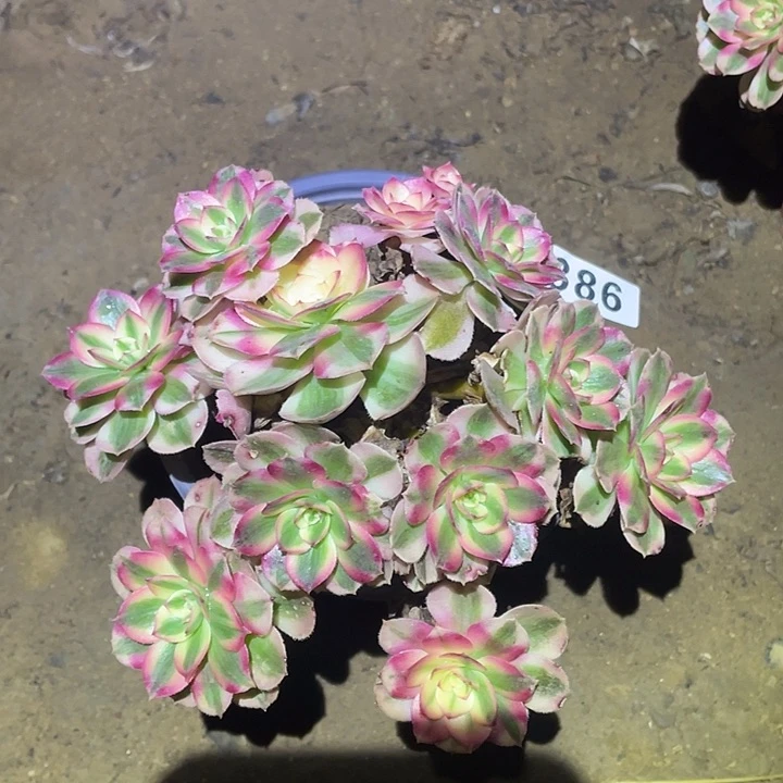 多肉植物断枝不包386倾城