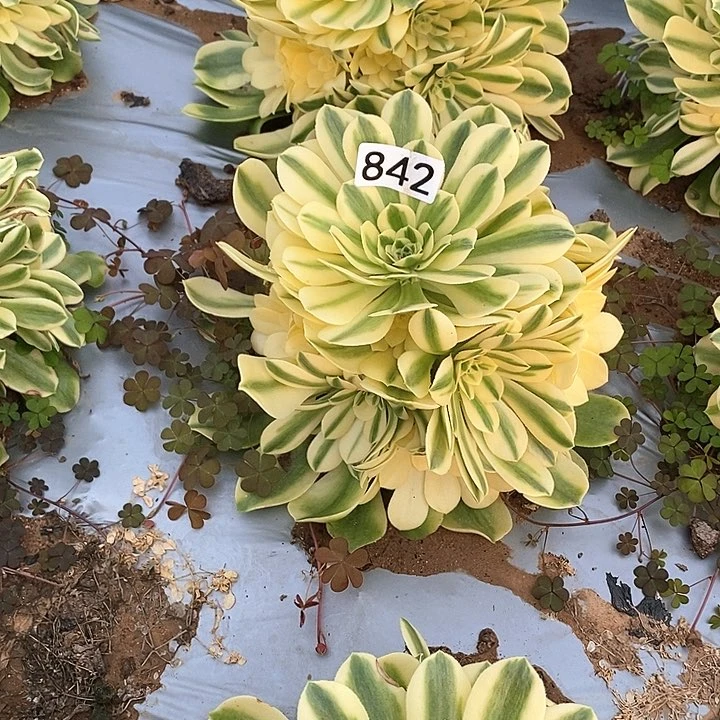 多肉植物法师842欣尼亚