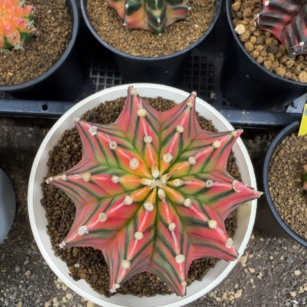 泰系实生肋骨锦福利价