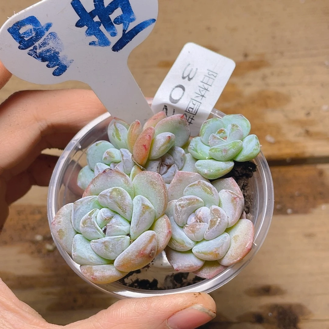 量拍多肉植物多肉植物302