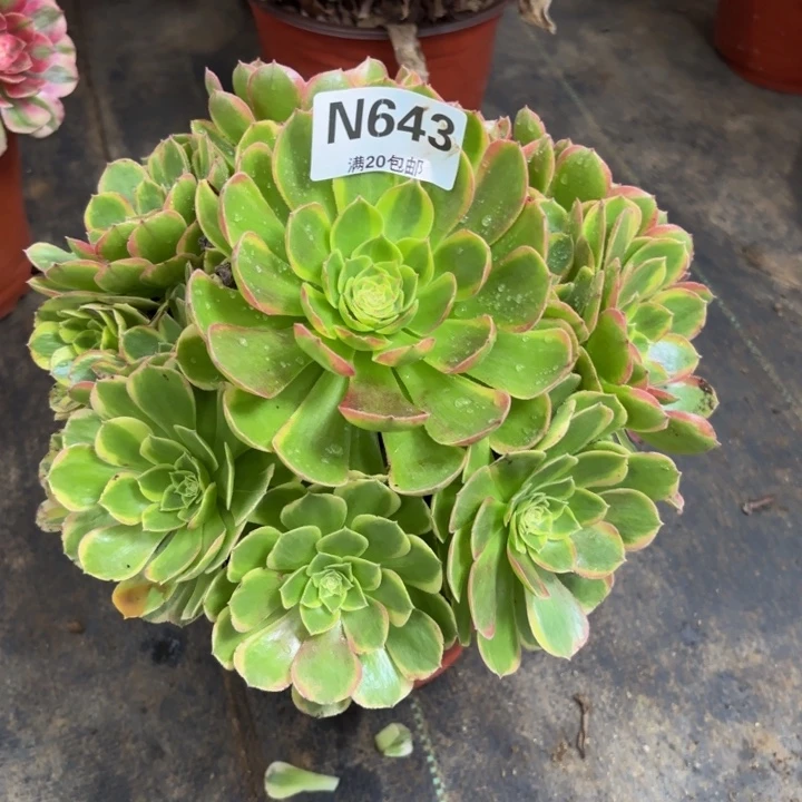 瑞妈多肉园艺643奶白，