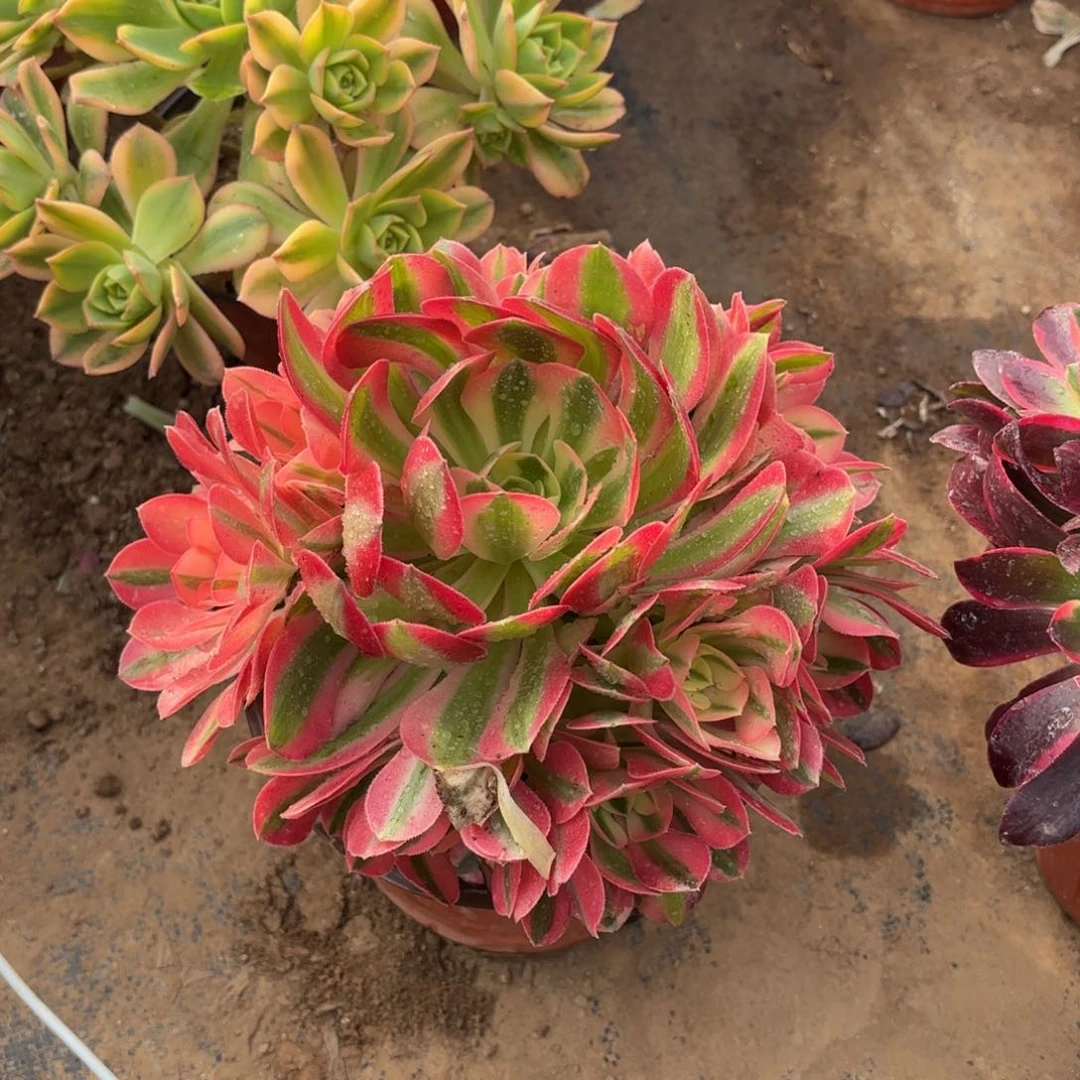 粉女巫10号棚9.9多肉植物