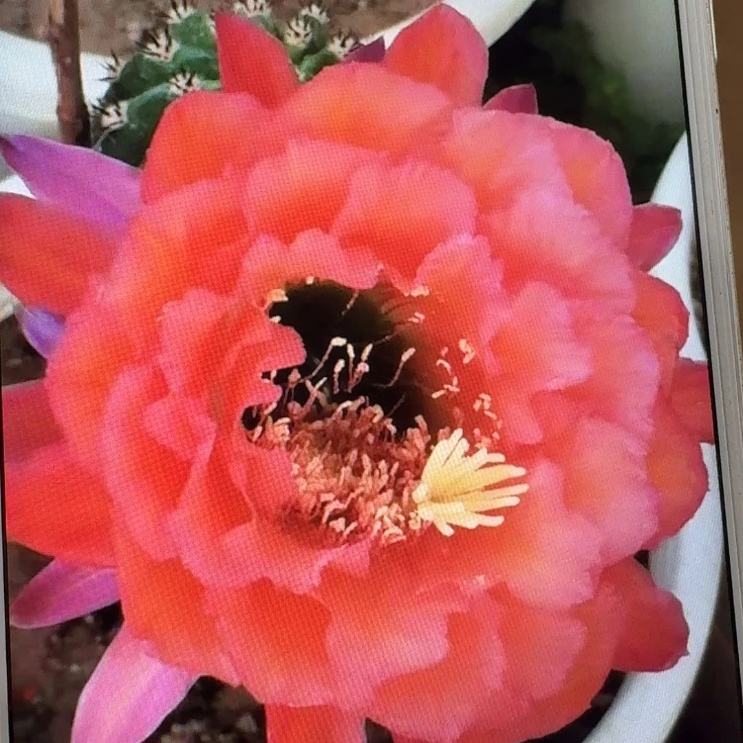 xt 侧芽5公分毛花柱仙人球