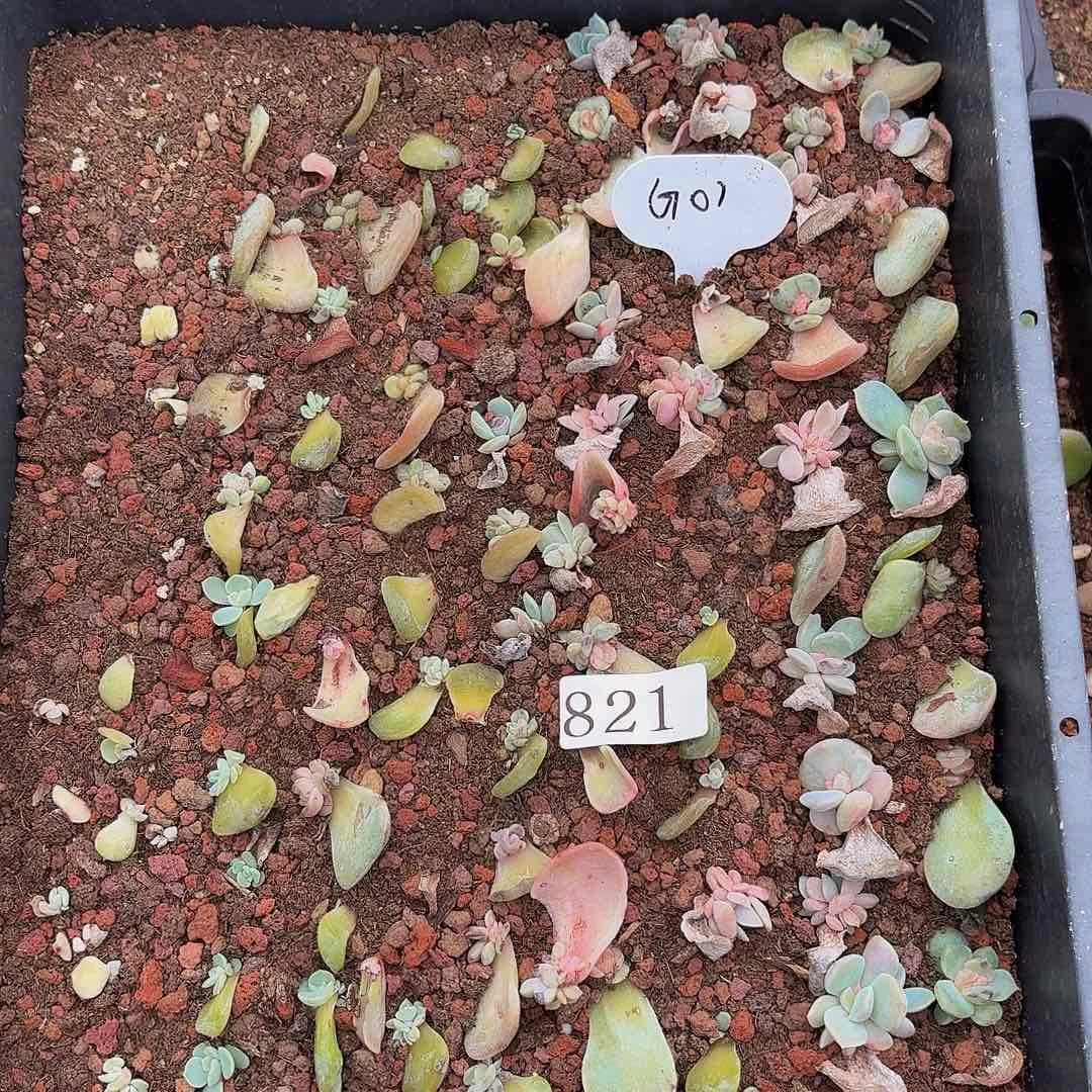 多肉植物多肉植物821