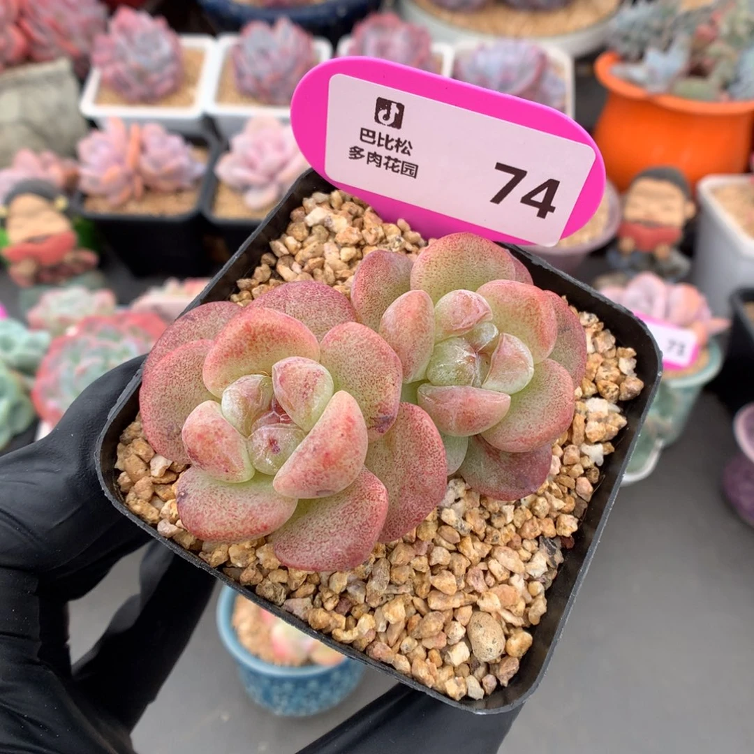 74 红心冰玉石化多肉