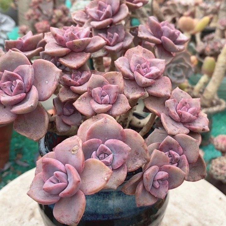 彩虹糖无砍多肉整