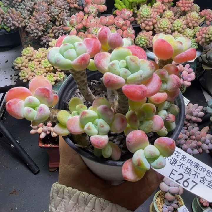 白罗琦267/8cm多肉