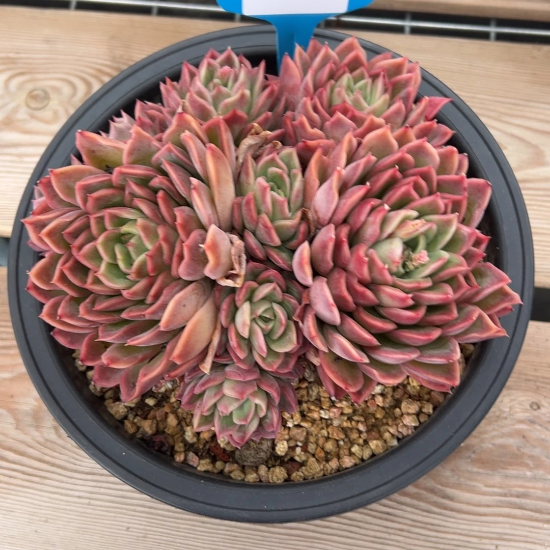 港*1224肉多哦多么多哦哟