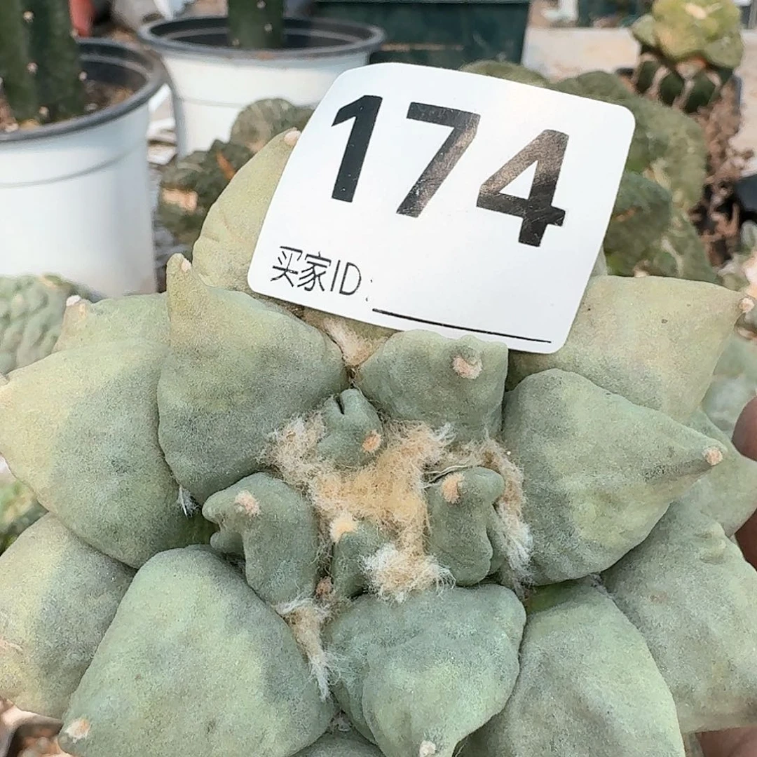 【闪购商品】无花朵用****0自根日系青瓷174