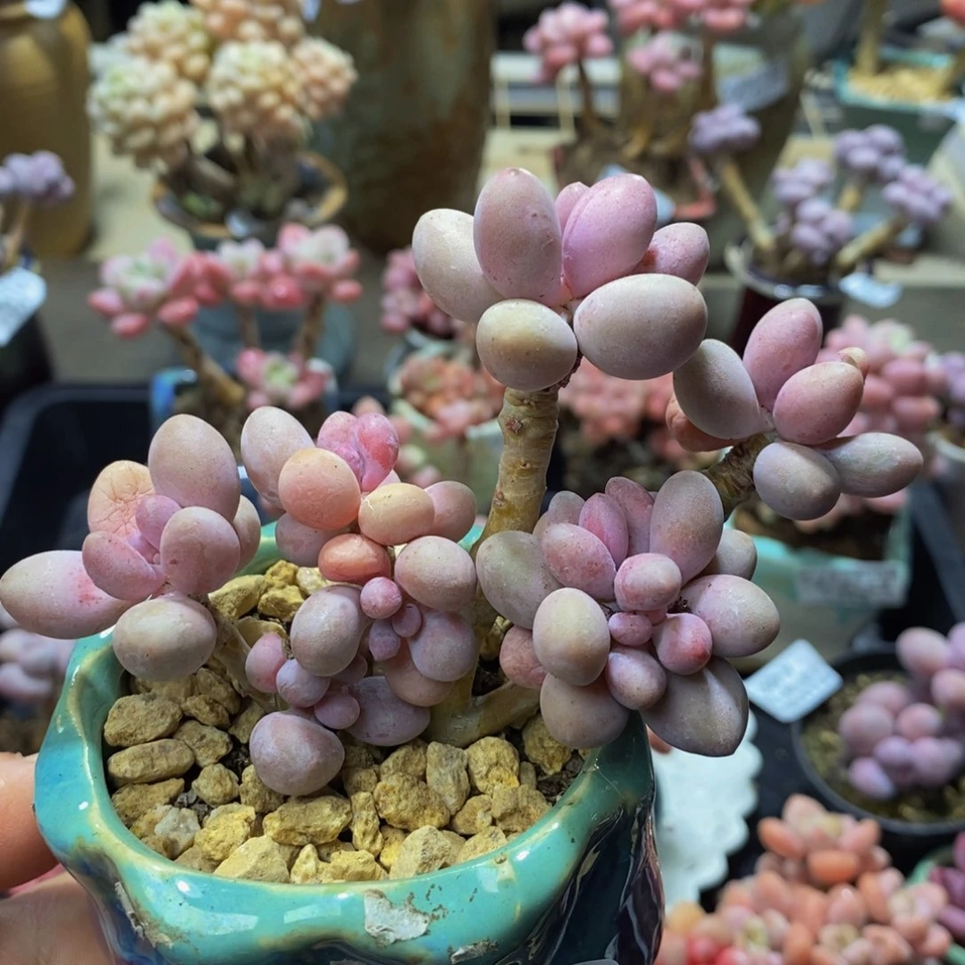 187 汤圆9 厘米多肉