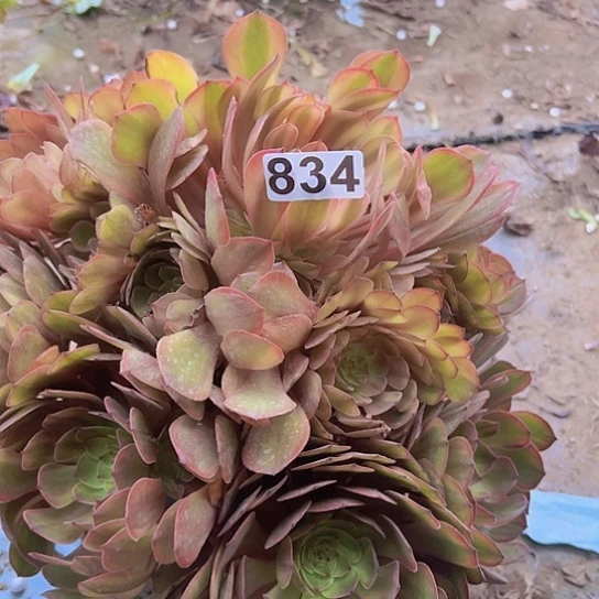 快***迹多肉植物一个法师