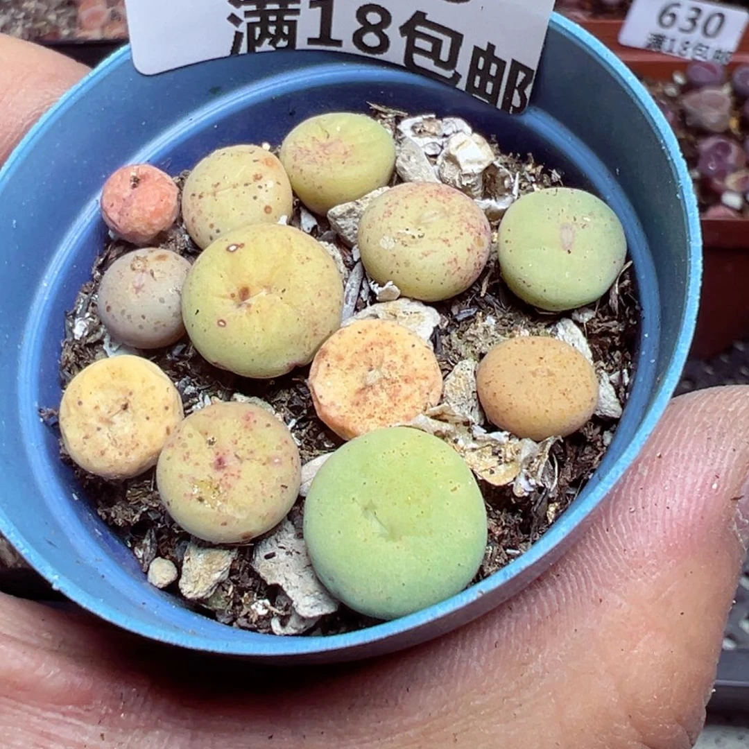 【闪购商品】 636。
