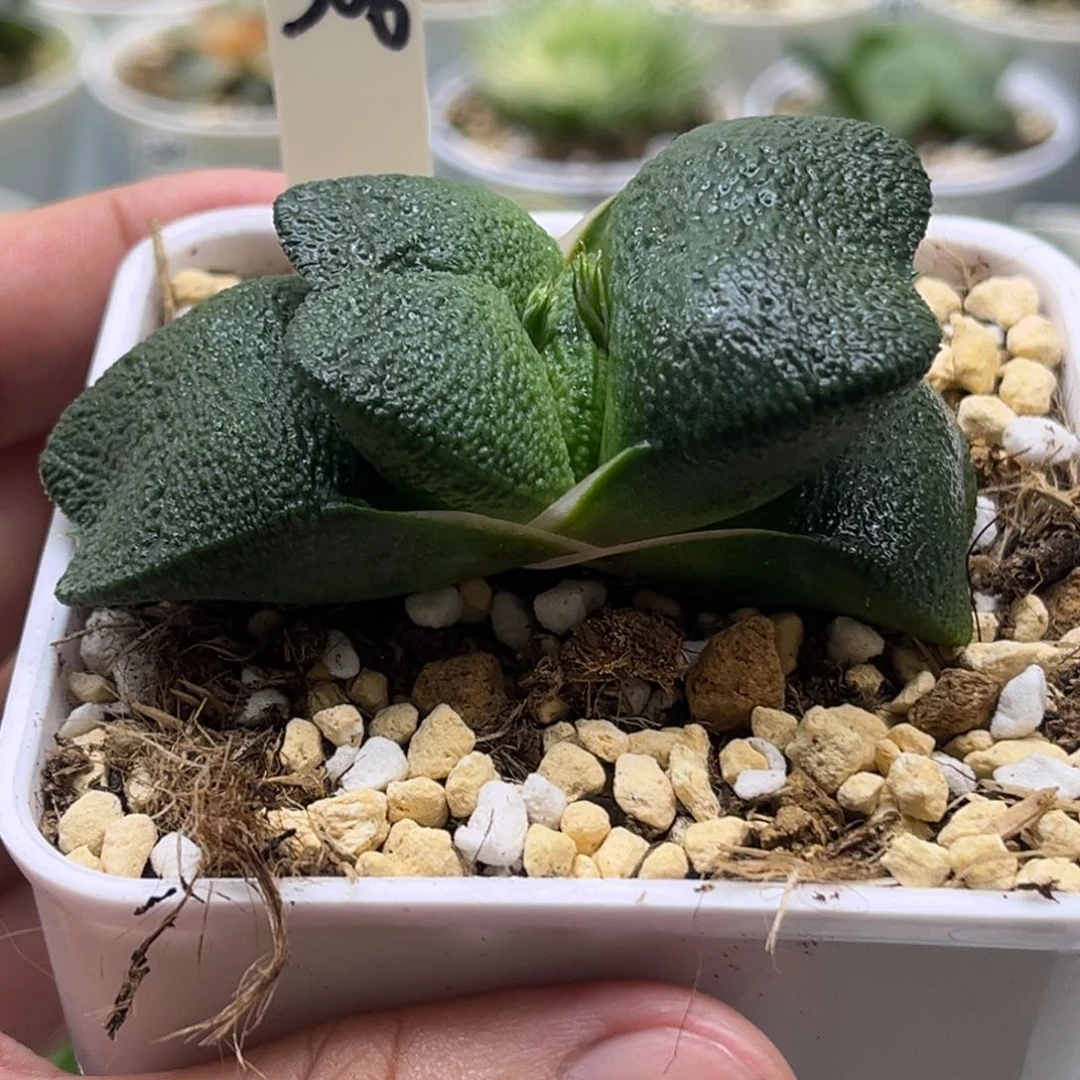 306卧牛发发发发发发