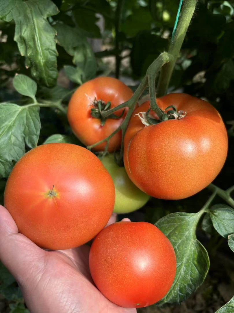 湖北新鲜番茄农家自种西红柿生吃自然成熟老品种多汁