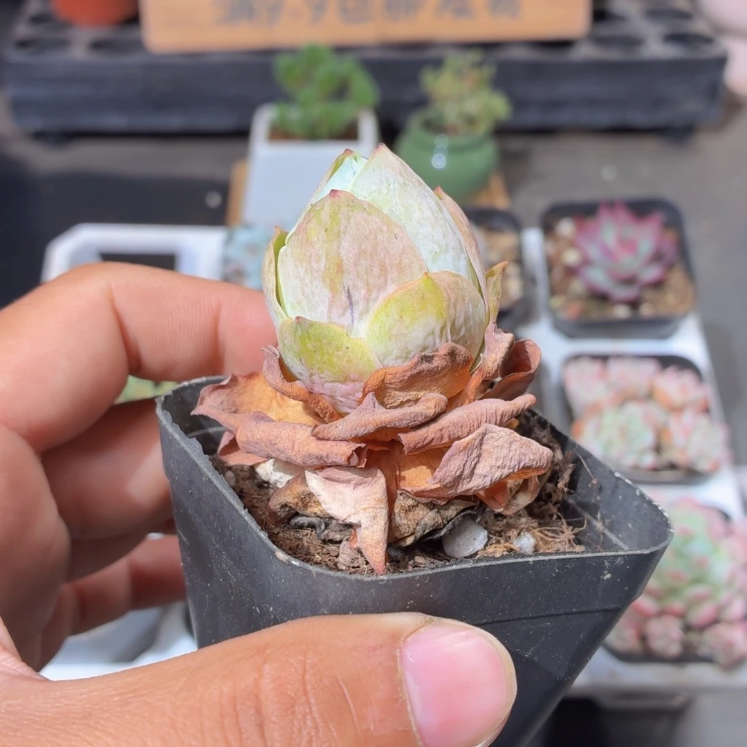 山地玫瑰多肉9.9包邮发货