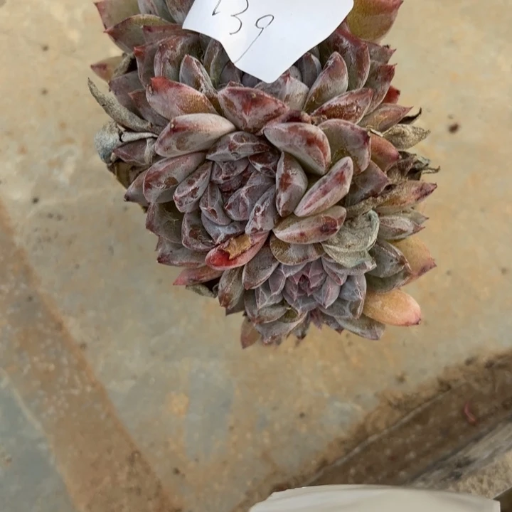 闪吼139哈哈哈哈哈哈哈意思啊呀呀呀