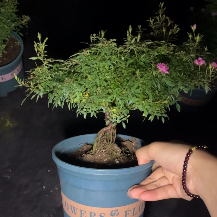 完全开放瑾荷玲珑lll