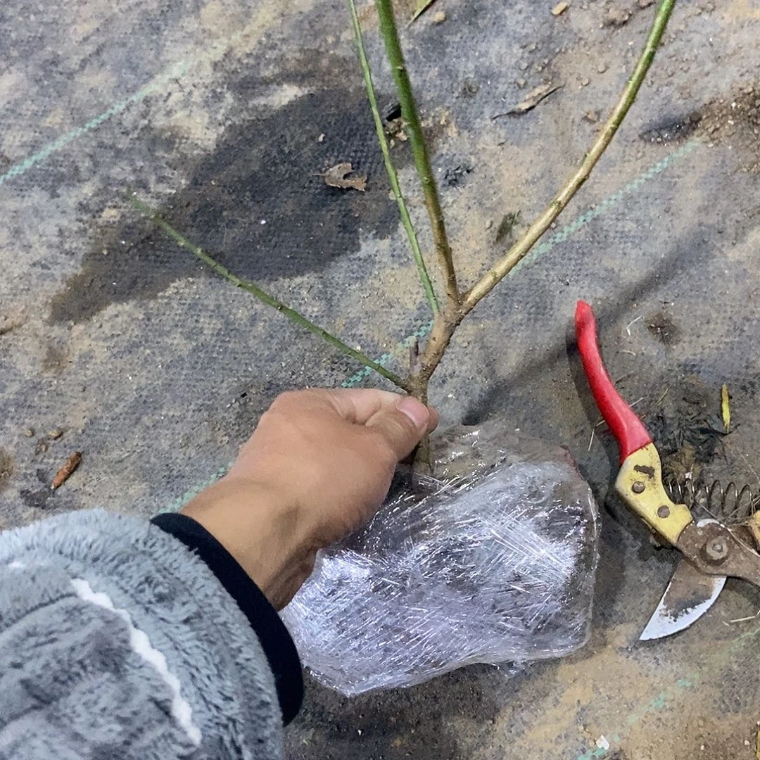 完全开放楠玉梅花