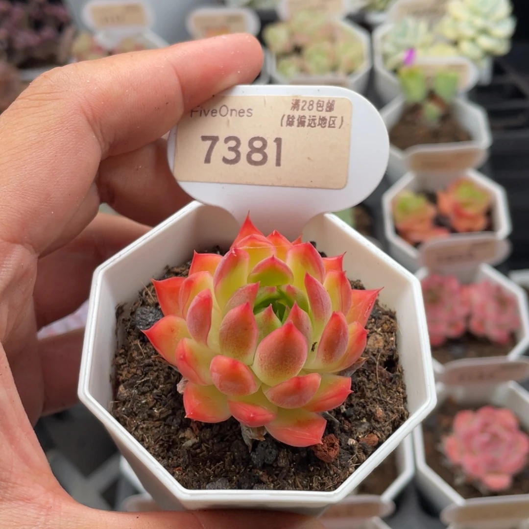 安吉拉7381-4.5厘米