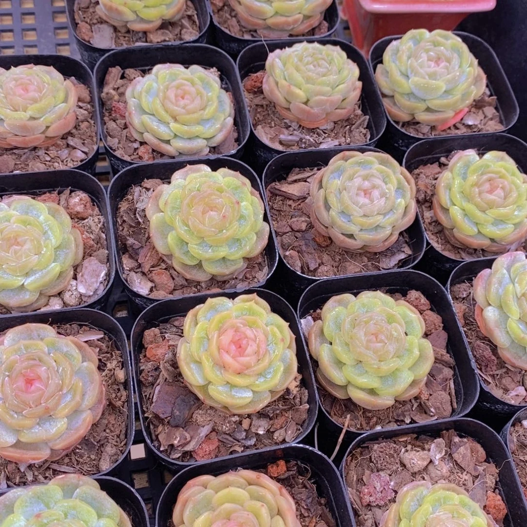 量拍108号 白色恋人单头一个