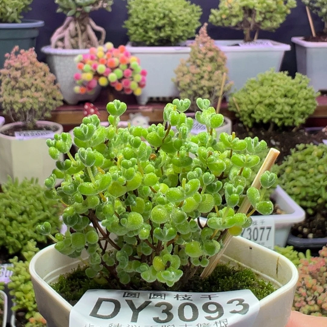 3093莱斯一物一拍
